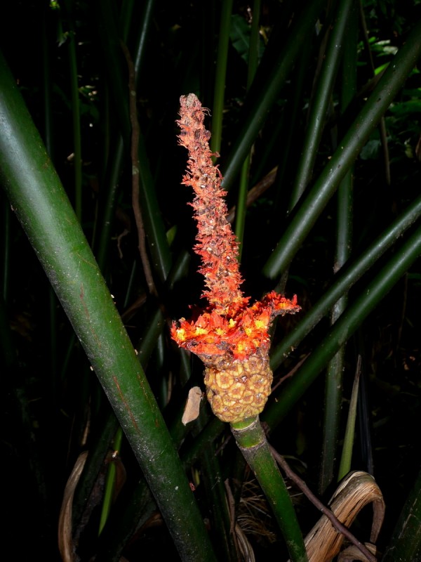 FRUTO EXOTICO