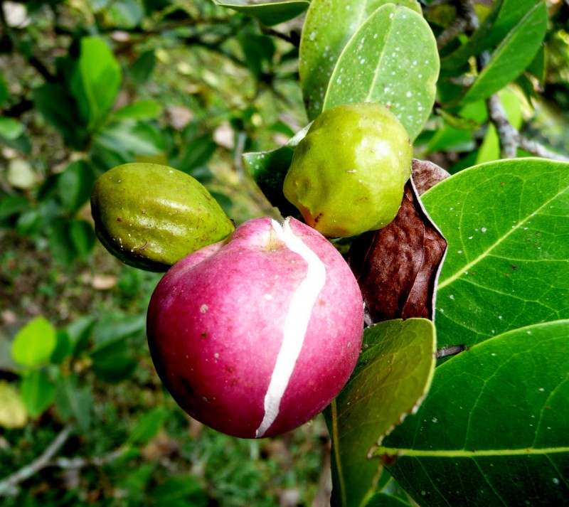 FRUTO  POMARROSO