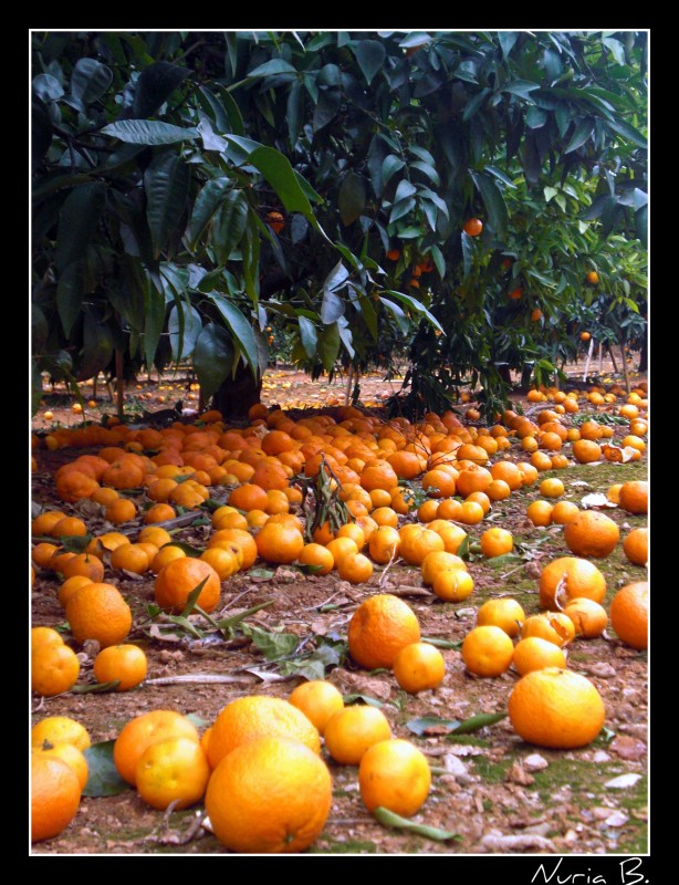 Tierra de mandarinas