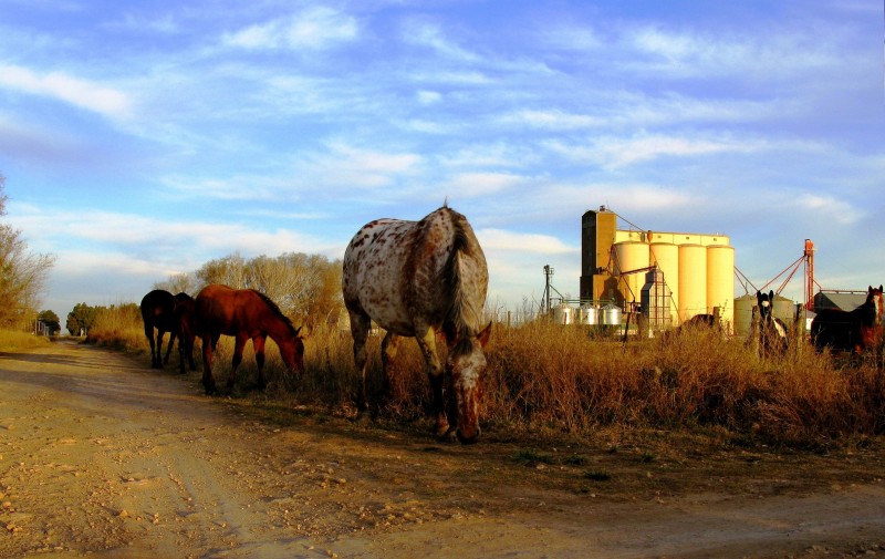 LOS CABALLOS PERDIDOS