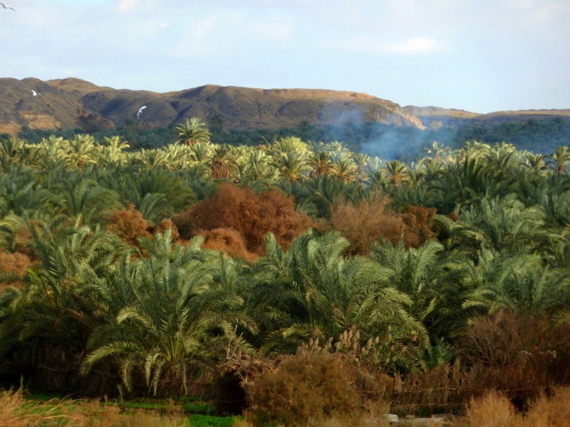 palmeral de Bahariya