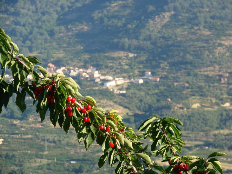 EL PESO DE LA CEREZA