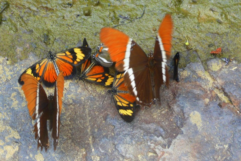 MARIPOSAS