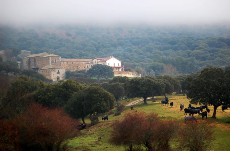 Campo y toros