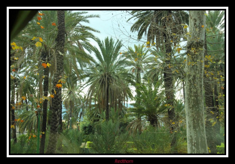 Parque de palmeras