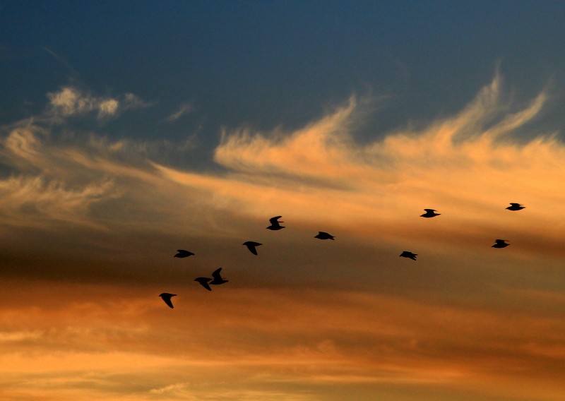 vuelo al atardecer