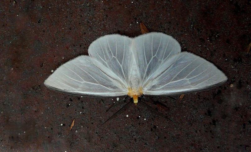 BLANCA MARIPOSA