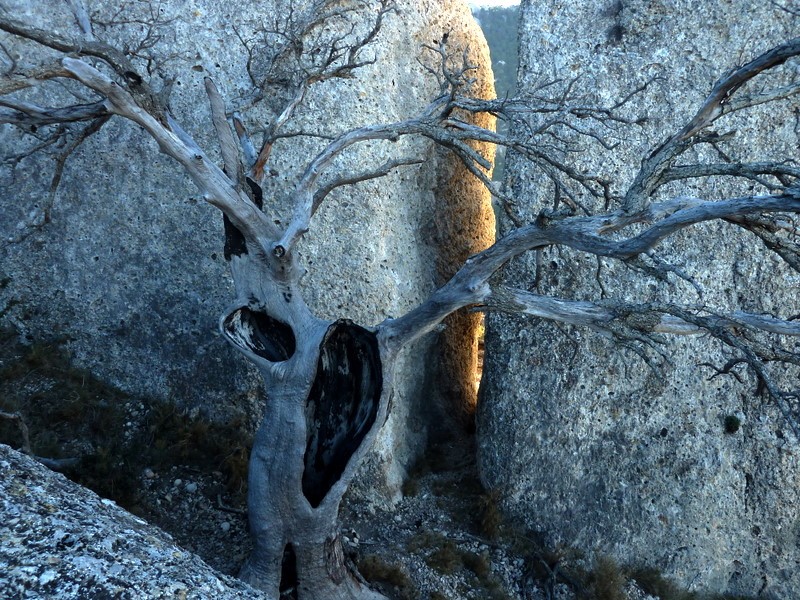 naturaleza muerta