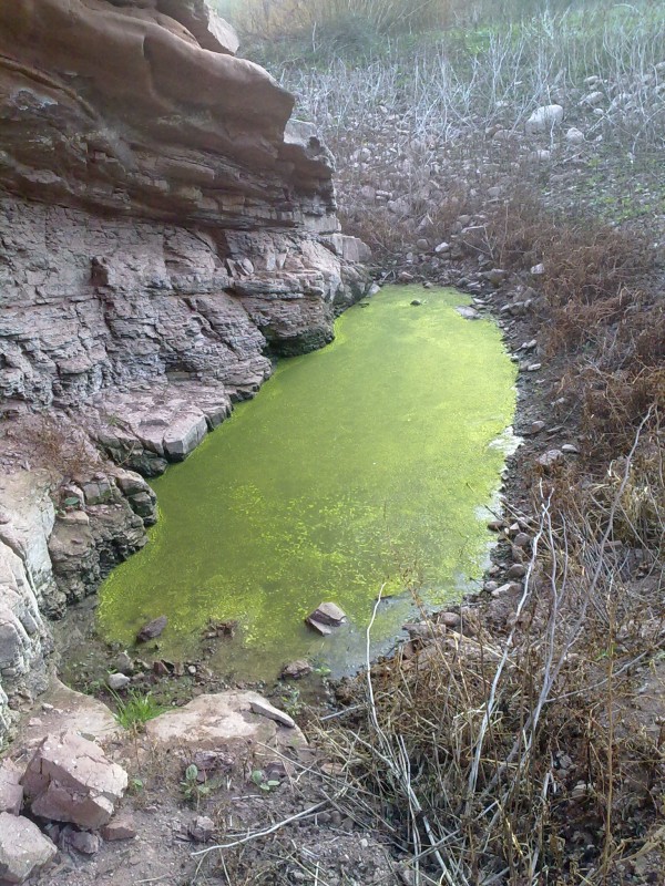 Verde es Vida?