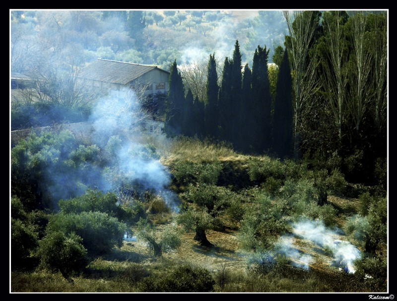 Quemando hierba en el huerto de los olivos.