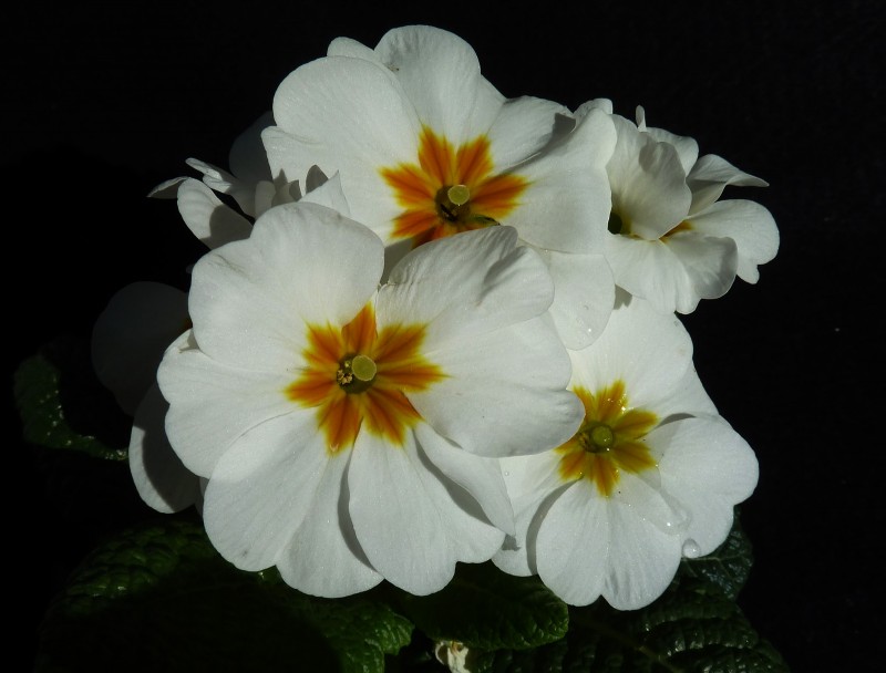 Primula Acaulis 01