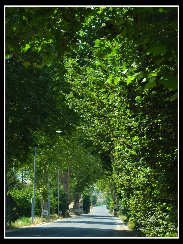 Frondosa Carretera