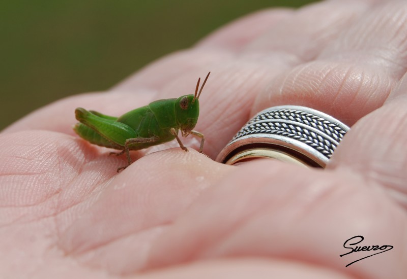 pequeo saltamontes