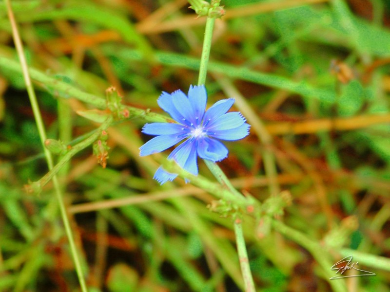 Flor silvestre