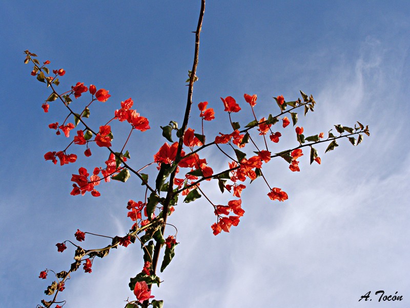Flor44