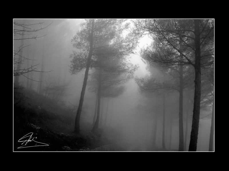 Mirando a travs de la niebla...