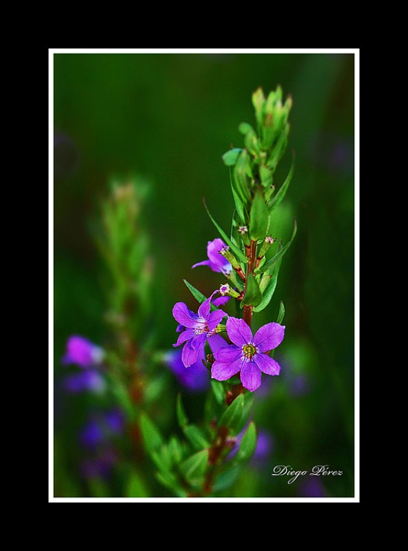 Flor silvestre 