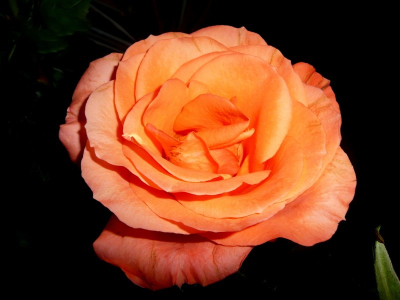 Rosa de noche