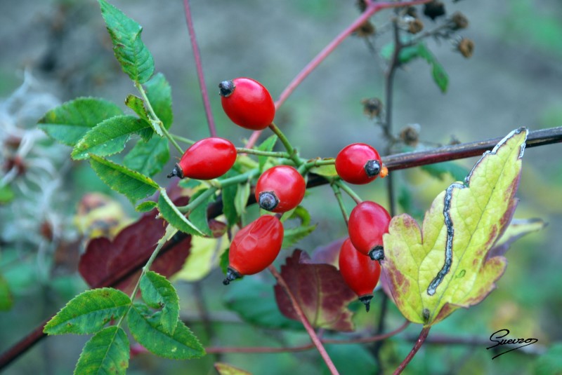 frutos silvestres