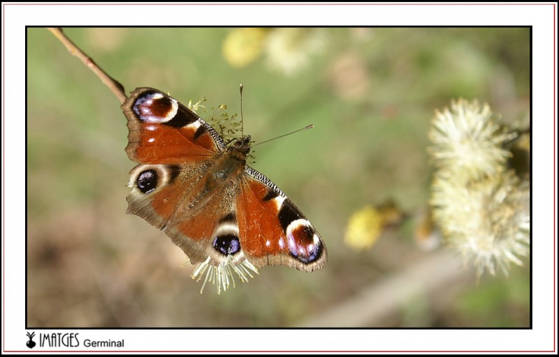 Mariposa