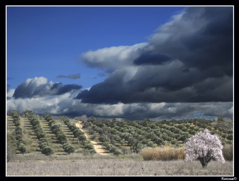 Las primeras flores