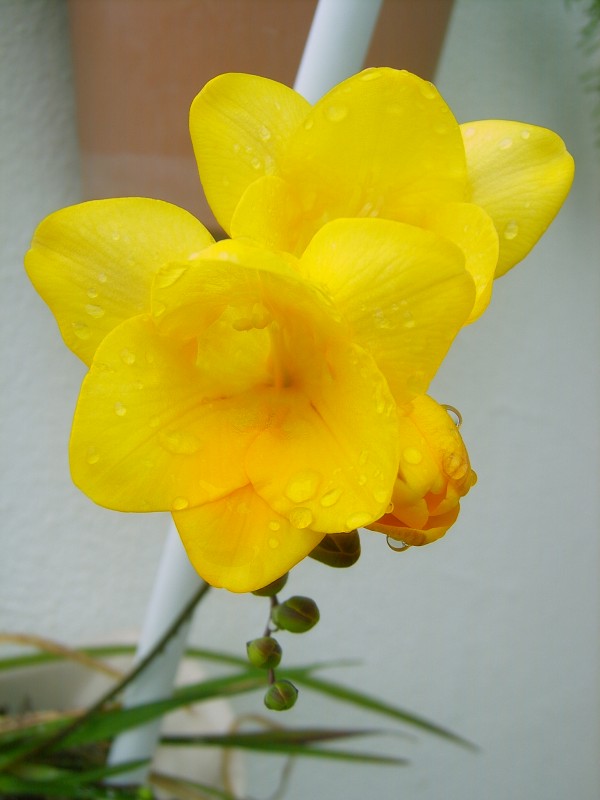 Fresia de color amarillo