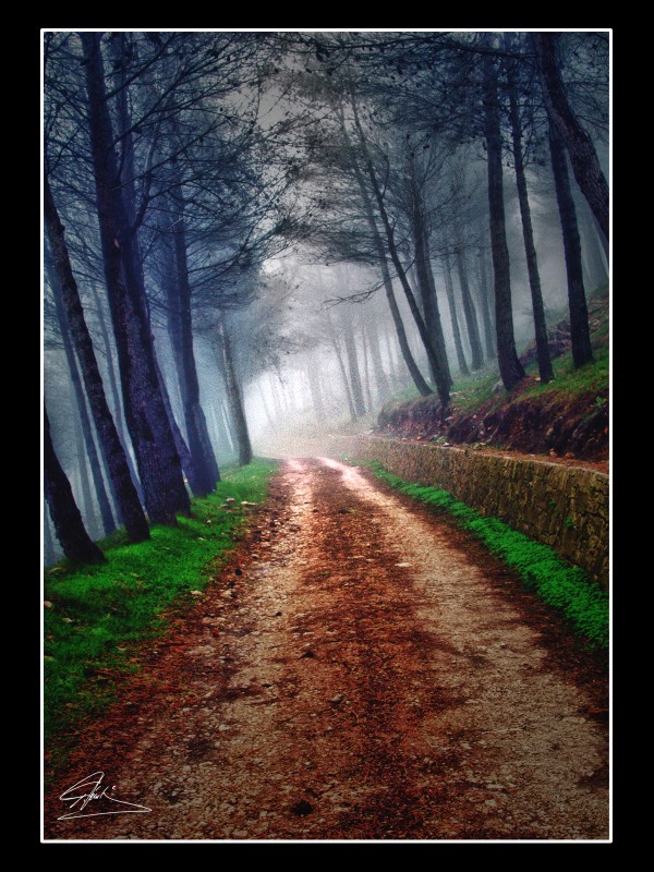 Camino entre niebla HDR