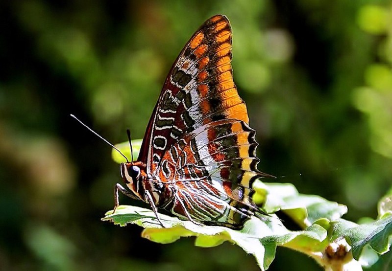 Mariposa