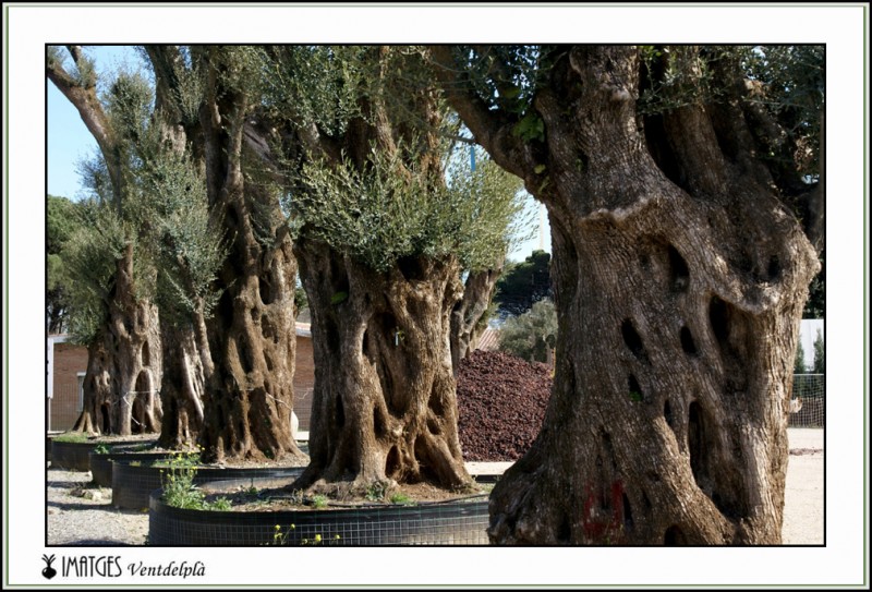 Olivos gigantes 2