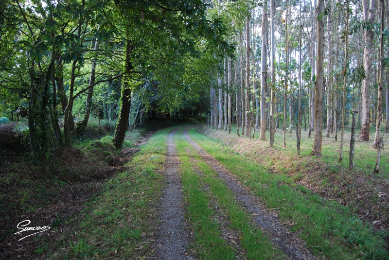 hacia el bosque