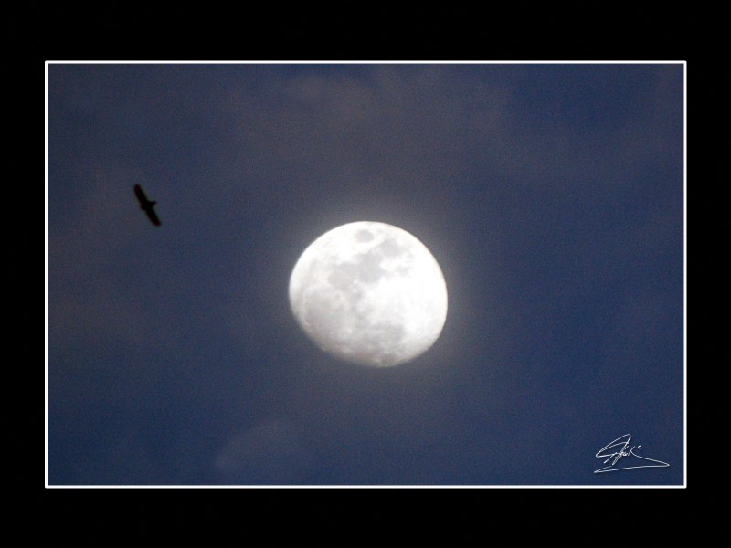 La luna y el guila