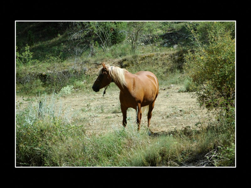 Yegua Aragonesa