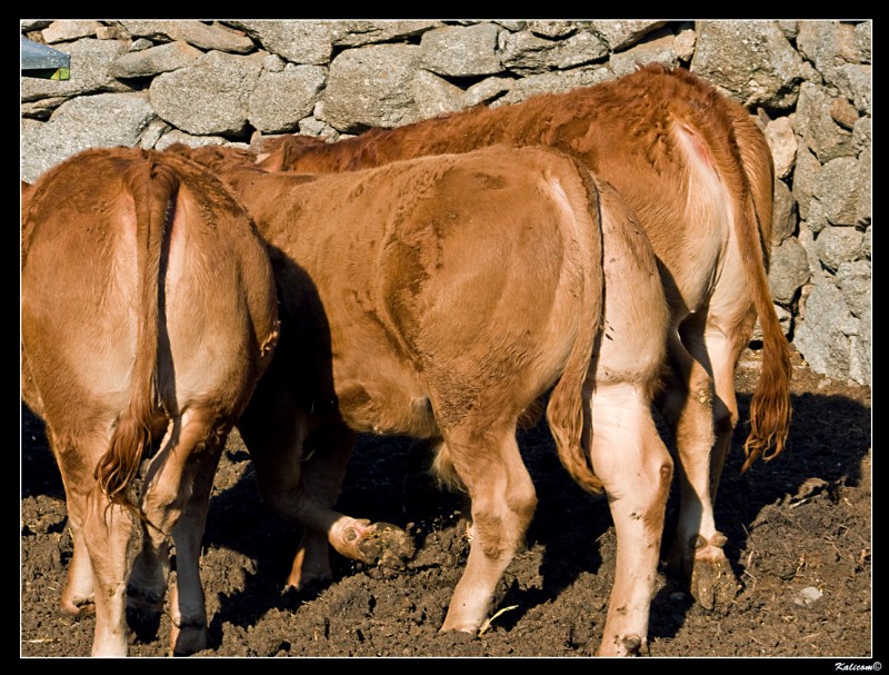 Tres tmidas terneritas