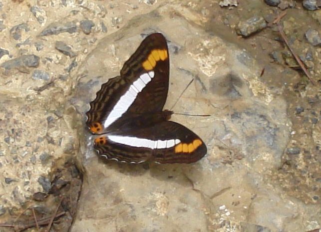 mariposa