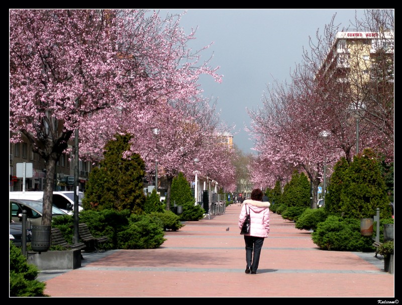 Primavera en rosa