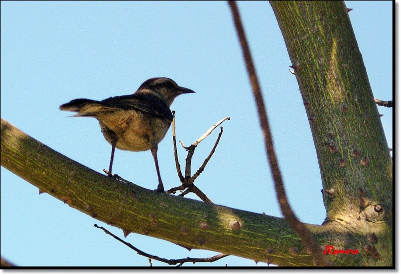 Pajarito