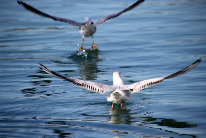 alzando el vuelo