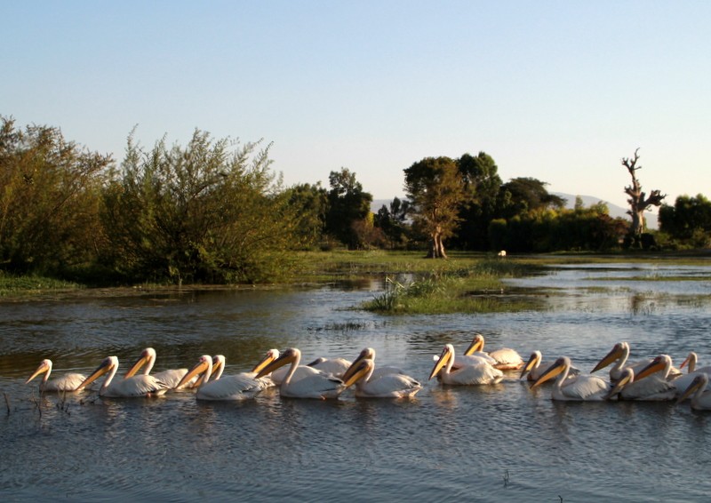 paseo de pelcanos