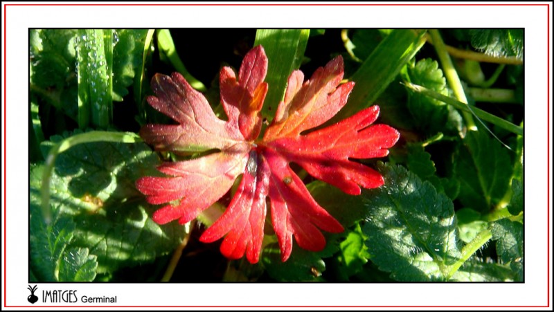 Rojo sobre verde