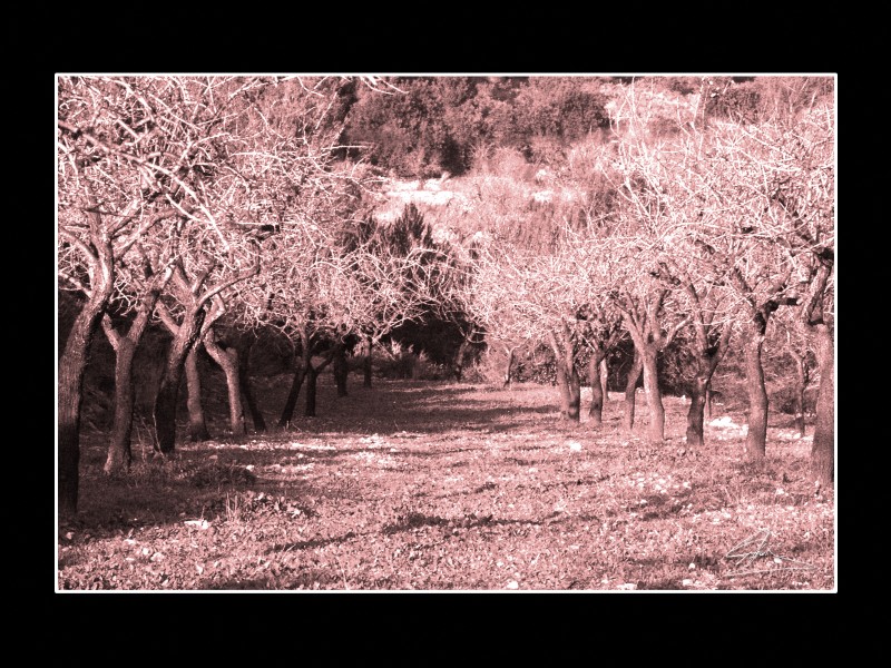 Los almendros