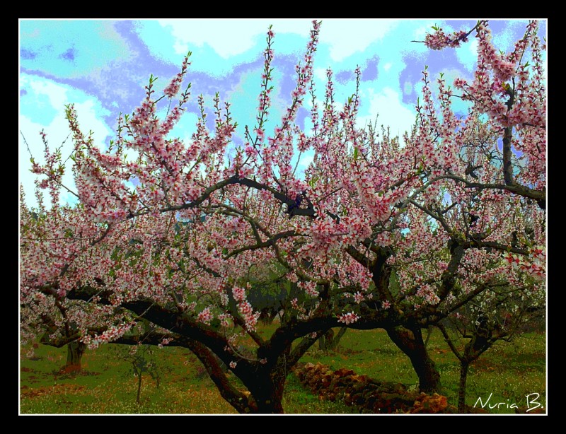 Almendro pintando el cielo