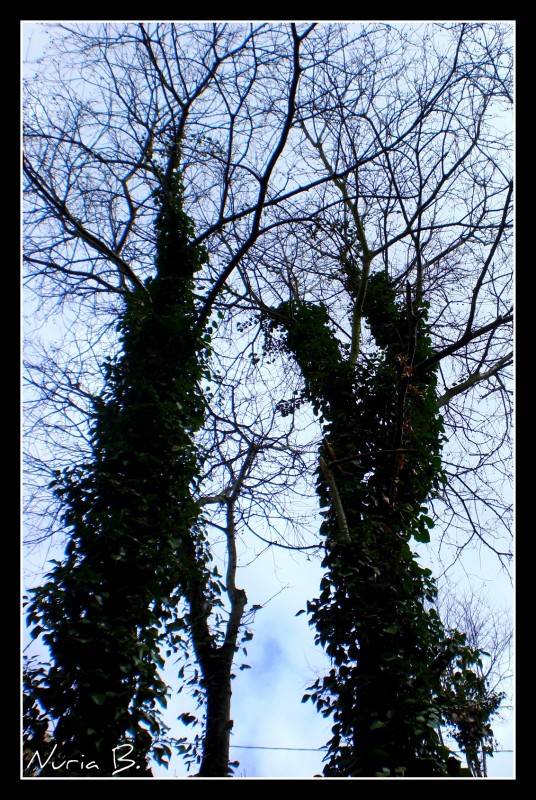 Entrelazados por las ramas.