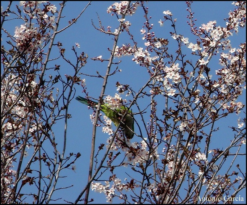 Cotorra comiendo flores