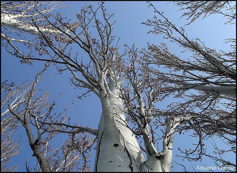 Bosque Encantado