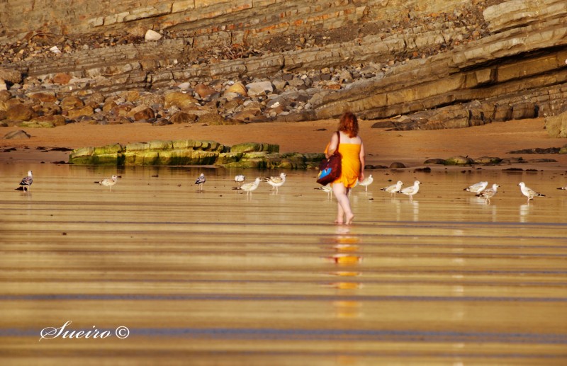 entre gaviotas