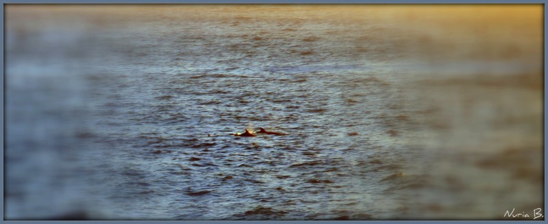 Delfines en el mar