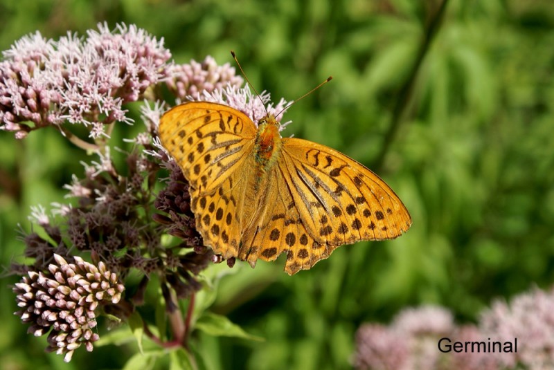 Mariposa