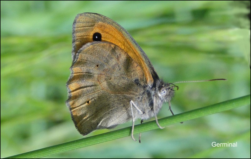 Mariposa