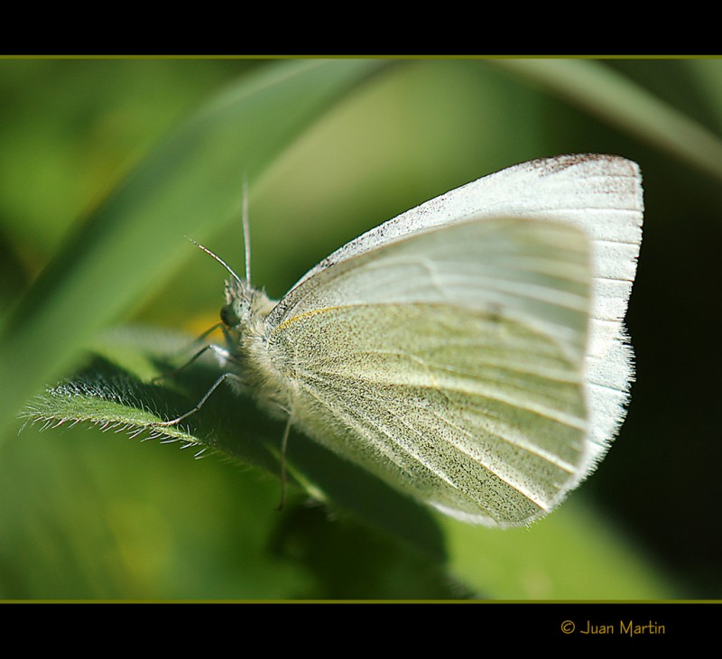 MARIPOSA