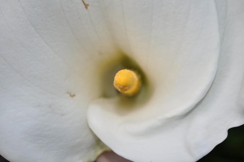 dentro de una flor